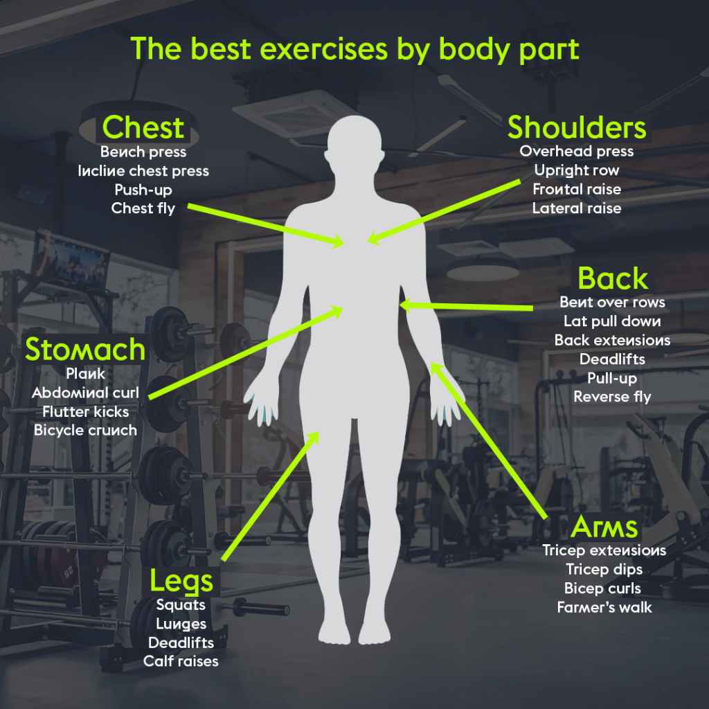 What are the major muscle groups?
